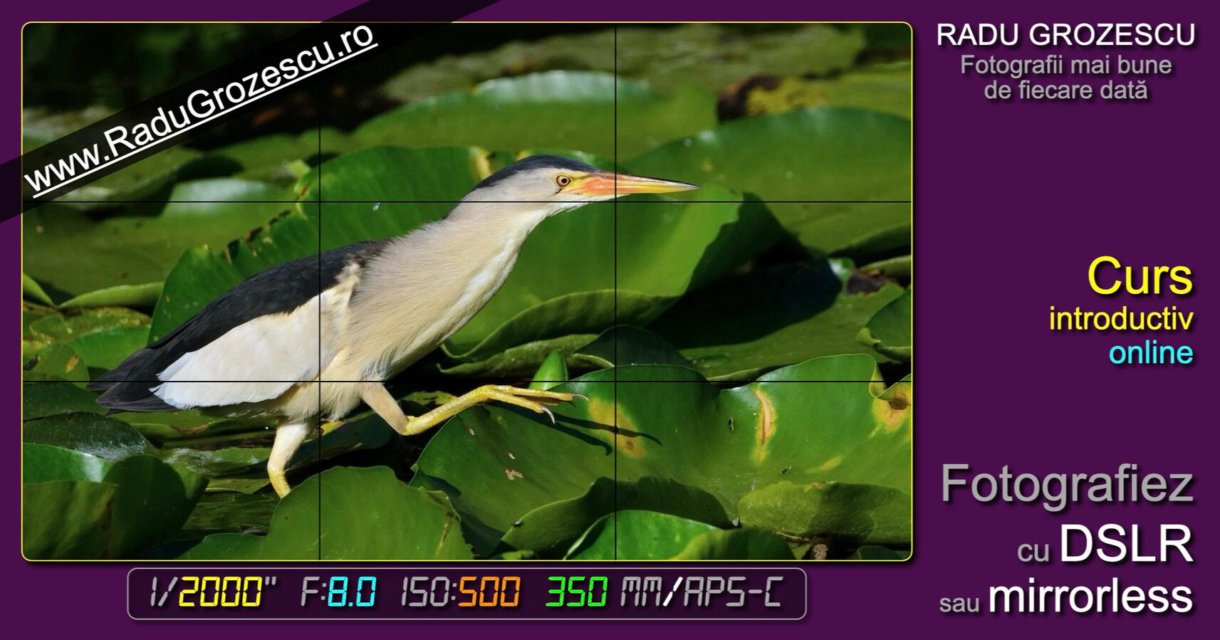 Curs foto introductiv, online, mirrorless, DSLR.